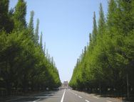 新緑の並木