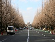 冬の並木