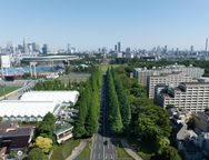 初夏の並木